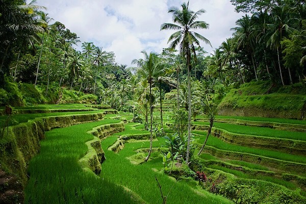 We Are Tribe, Ubud, Indonesia